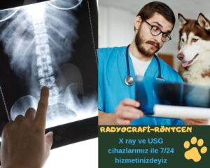 Radyografi