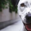 Kedimi, Köpeğimi Kısırlaştırmalı mıyım? Kısırlaştırma Ücreti nedir?