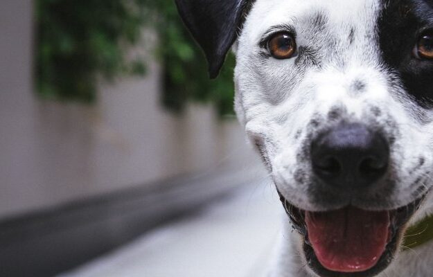 Kedimi, Köpeğimi Kısırlaştırmalı mıyım? Kısırlaştırma Ücreti nedir?